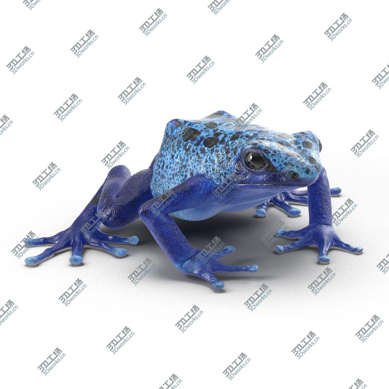 images/goods_img/202105073/Poison Dart Frog Rigged for Maya/5.jpg
